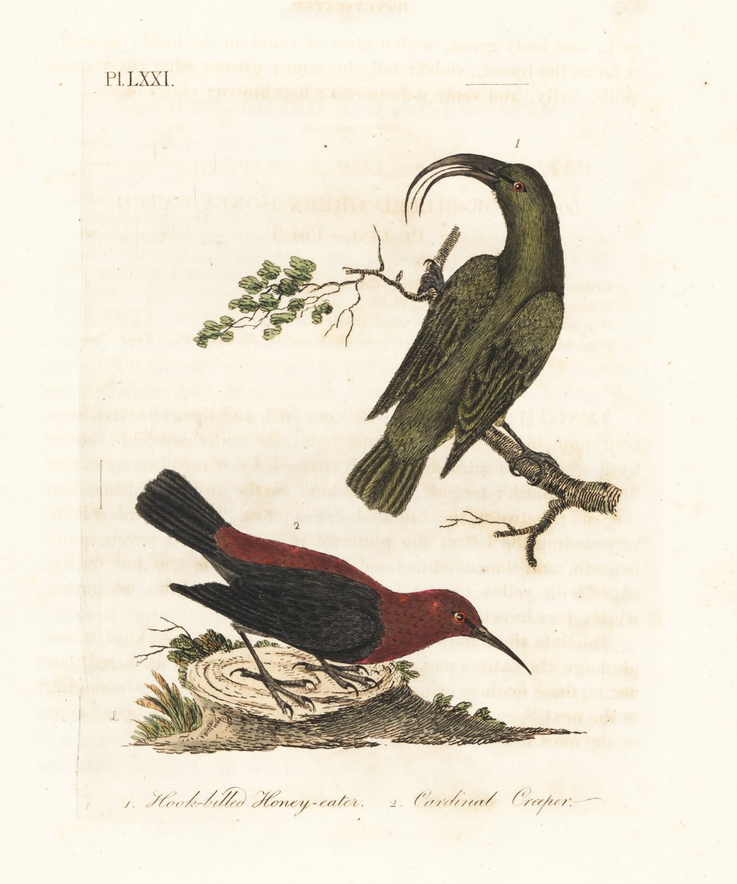 Lesser akialoa, Hemignathus obscurus (extinct) and cardinal myzomela, Myzomela cardinalis. Handcoloured copperplate drawn and engraved by John Latham from his own A General History of Birds, Winchester by John Latham