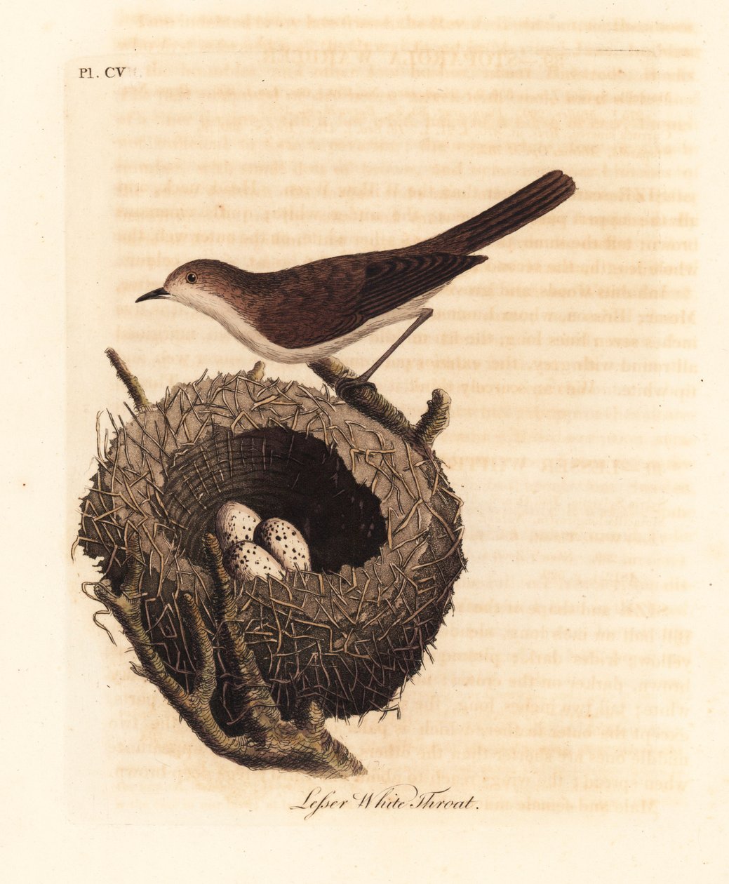 Lesser whitethroat, Sylvia curruca, with nest and eggs. (Lesser white-throat warbler, Sylvia sylviella.) Handcoloured copperplate drawn and engraved by John Latham from his own A General History of Birds, Winchester by John Latham