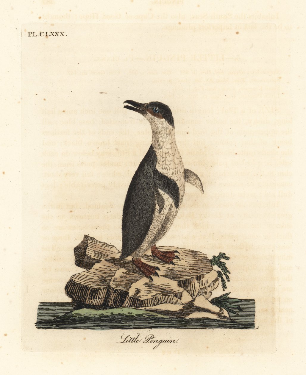 Little Penguin, Eudyptula minor. Handcoloured Copperplate Drawn and Engraved by John Latham from His Own A General History of Birds, Winchester by John Latham