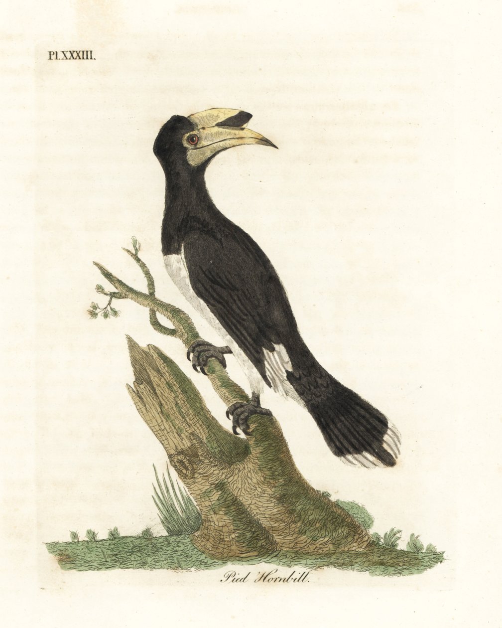 Malabar Pied Hornbill. Handcoloured Copperplate by John Latham from A General History of Birds, Winchester by John Latham