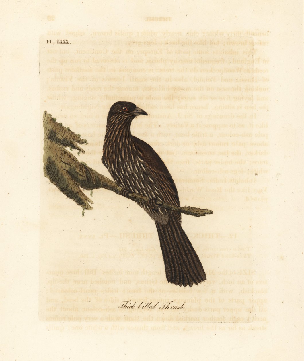 New Zealand South Island Piopio, Turnagra capensis. Extinct. (Thick-billed Thrush, Turdus crassirostris.) Handcoloured copperplate drawn and engraved by John Latham from his own A General History of Birds, Winchester by John Latham