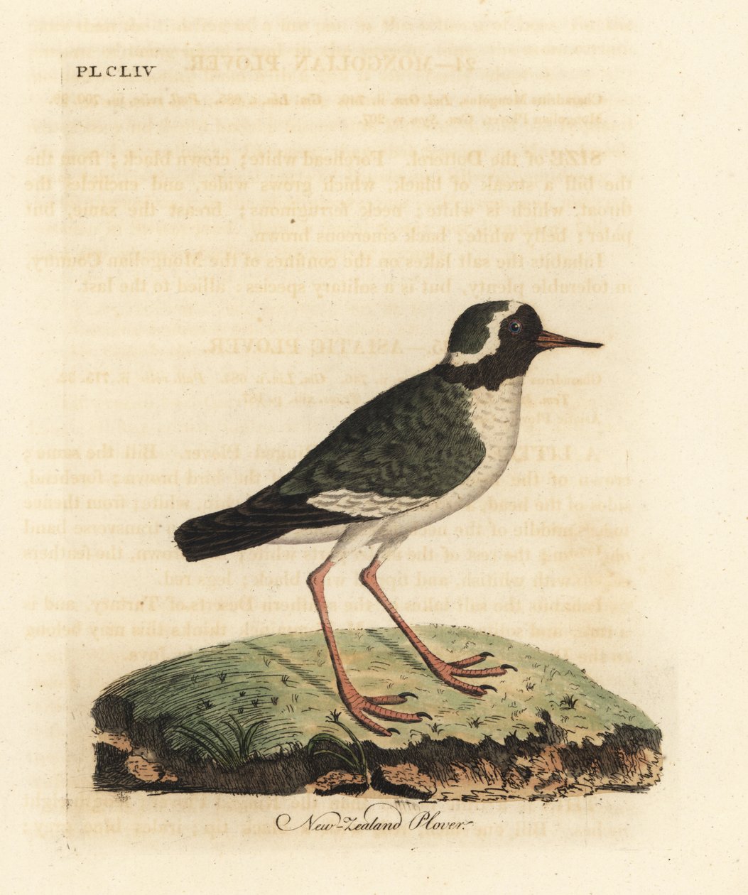 New Zealand plover, Charadrius obscure (Charadrius novae Zealandiae). Endangered. Handcoloured copperplate drawn and engraved by John Latham from his own A General History of Birds, Winchester by John Latham