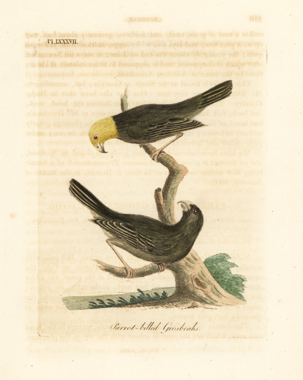 Or, Psittirostra Psittacea, Male and Female by John Latham