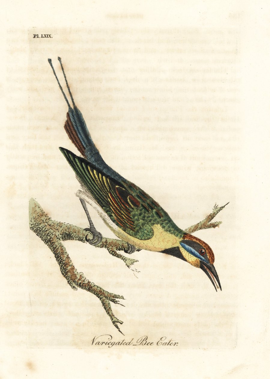 Rainbow Bee-eater, Merops ornatus (Variegated Bee-eater). Australia. Handcoloured Copperplate Drawn and Engraved by John Latham from His Own A General History of Birds, Winchester by John Latham