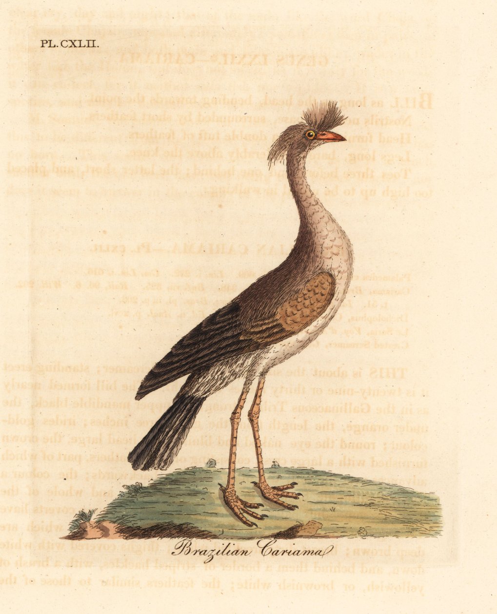 Red-legged Seriema. Handcoloured Copperplate by John Latham from A General History of Birds, Winchester by John Latham