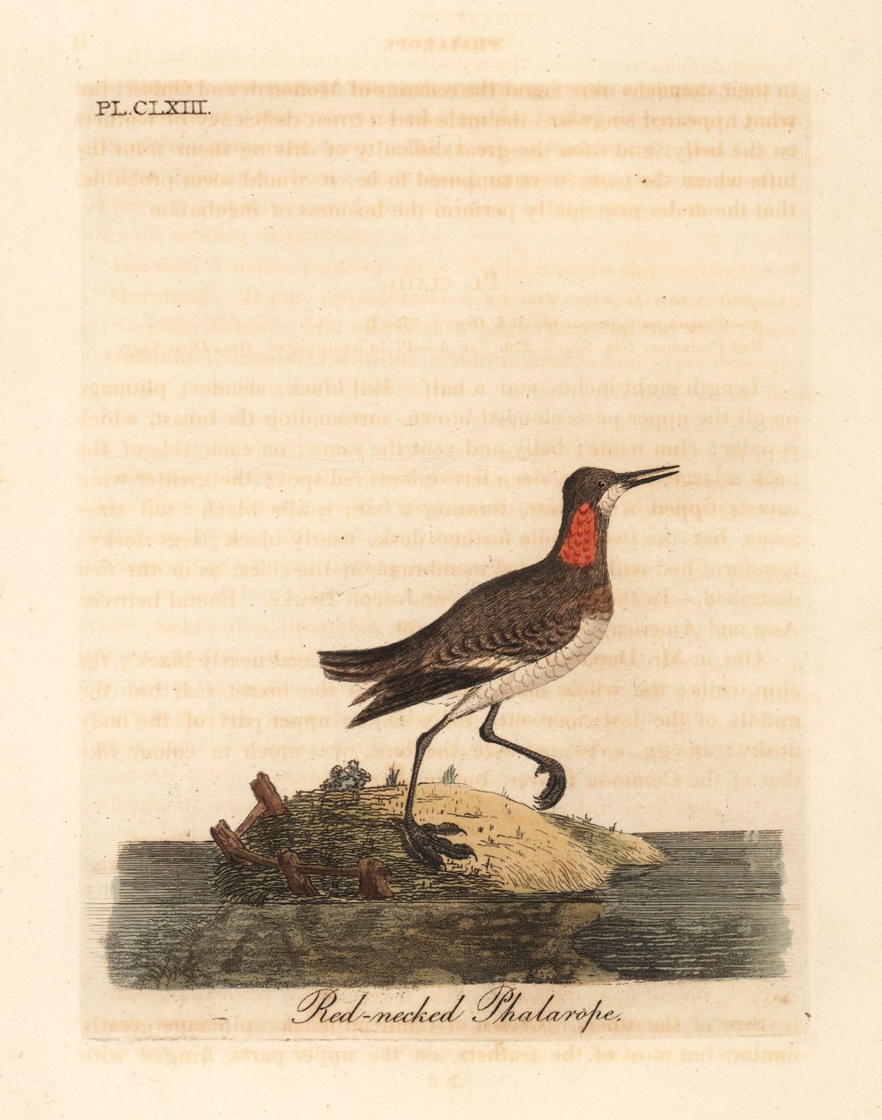 Red-necked Phalarope. Handcoloured Copperplate by John Latham from A General History of Birds, Winchester by John Latham