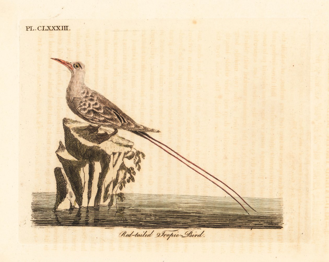 Red-tailed tropic bird, Phaethon rubricauda. Handcoloured copperplate drawn and engraved by John Latham from his own A General History of Birds, Winchester by John Latham
