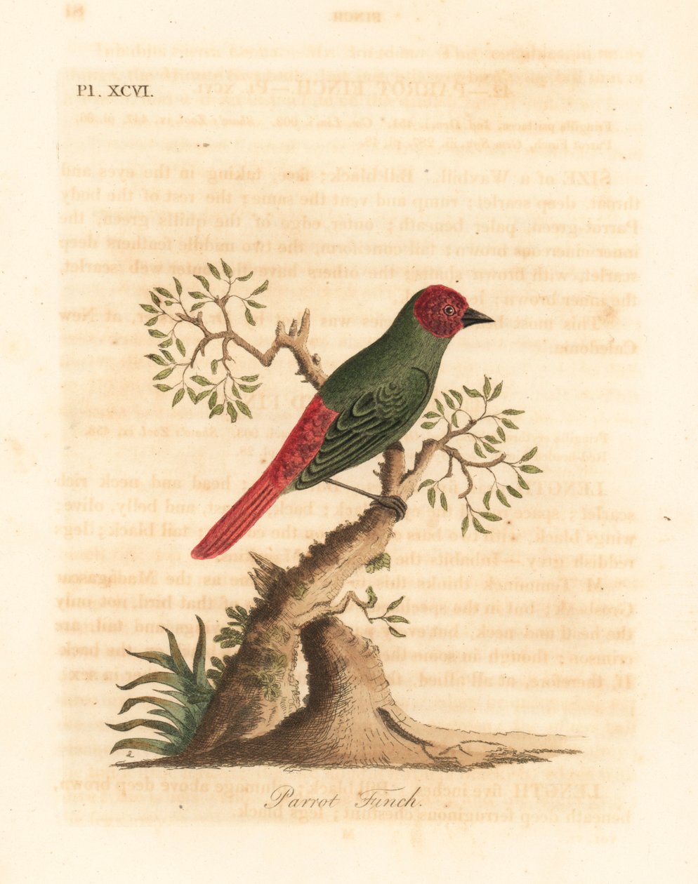Red-throated Parrotfinch. Handcoloured Copperplate by John Latham from A General History of Birds, Winchester by John Latham