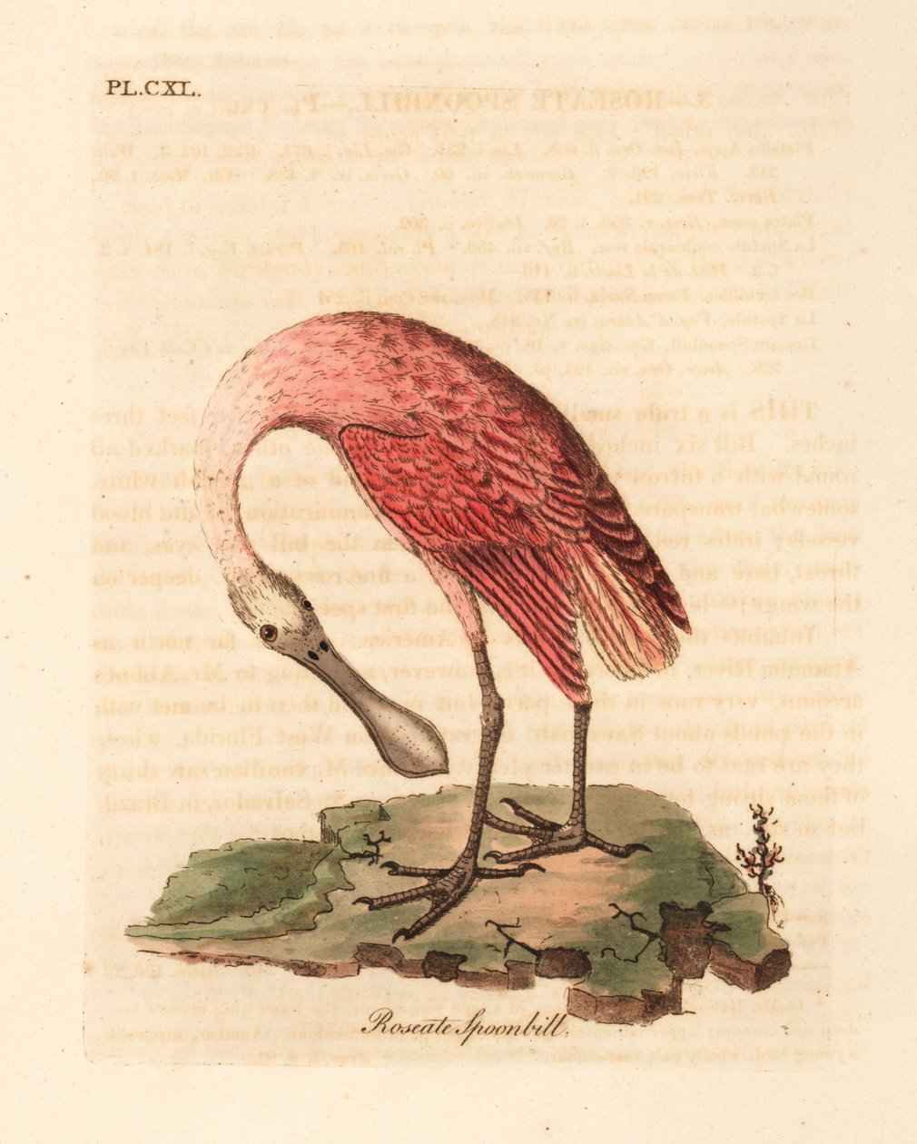 Roseate Spoonbill. Handcoloured Copperplate by John Latham from A General History of Birds, Winchester by John Latham