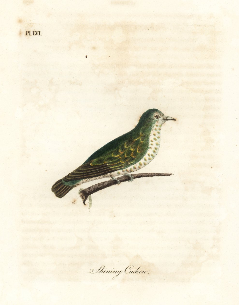 Shining Bronze Cuckoo, Chrysococcyx lucidus (Shining Cuckoo, Cuculus lucidus). Handcoloured Copperplate Drawn and Engraved by John Latham from His Own A General History of Birds, Winchester by John Latham