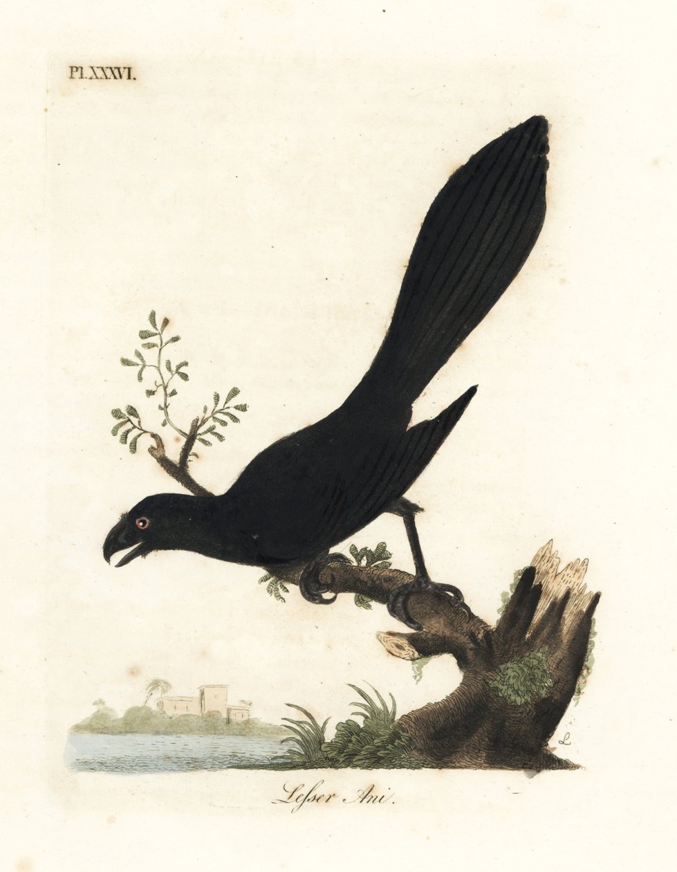 Smooth-billed ani or lesser ani, Crotophaga ani. Handcoloured copperplate drawn and engraved by John Latham from his own A General History of Birds, Winchester by John Latham