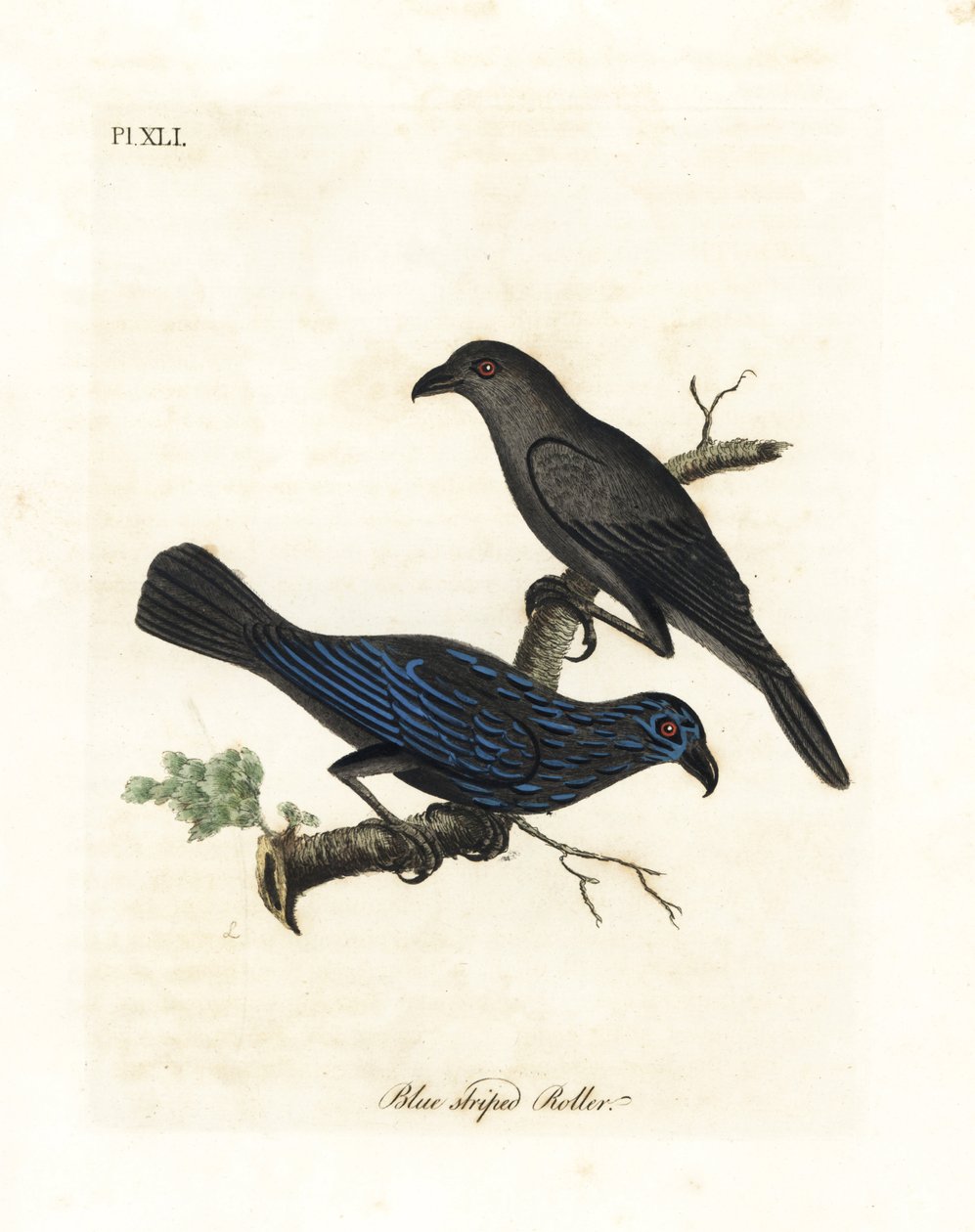 Striated Starling. Handcoloured Copperplate by John Latham from A General History of Birds, Winchester by John Latham