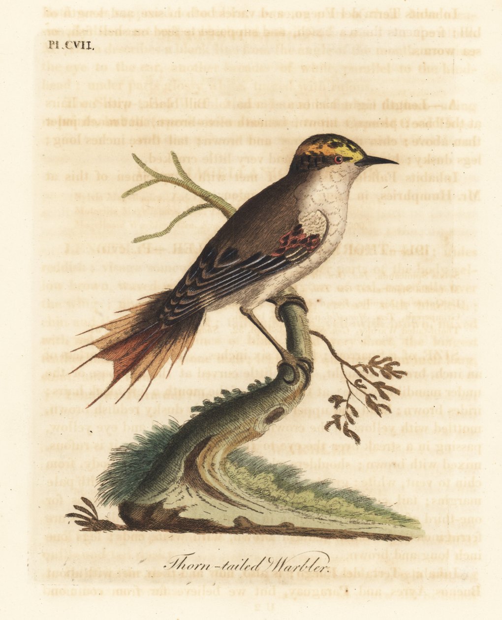 Thorn-tailed Rayadito. Handcoloured Copperplate by John Latham from A General History of Birds, Winchester by John Latham