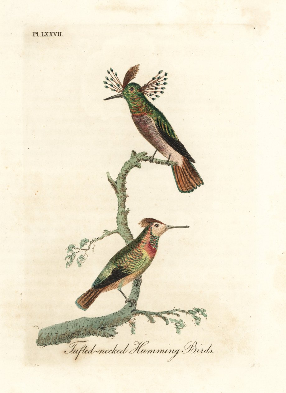 Tufted Cocks, Lophornis Ornatus (Tufted-necked Hummingbirds, Trochilus Ornatus) by John Latham