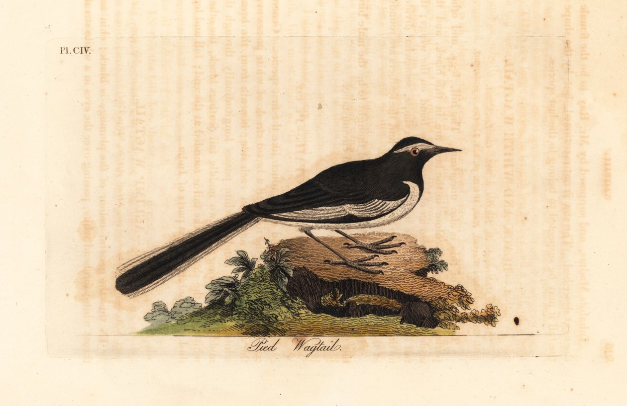 White-browed wagtail, Motacilla maderaspatensis. Handcoloured copperplate drawn and engraved by John Latham from his own A General History of Birds, Winchester by John Latham