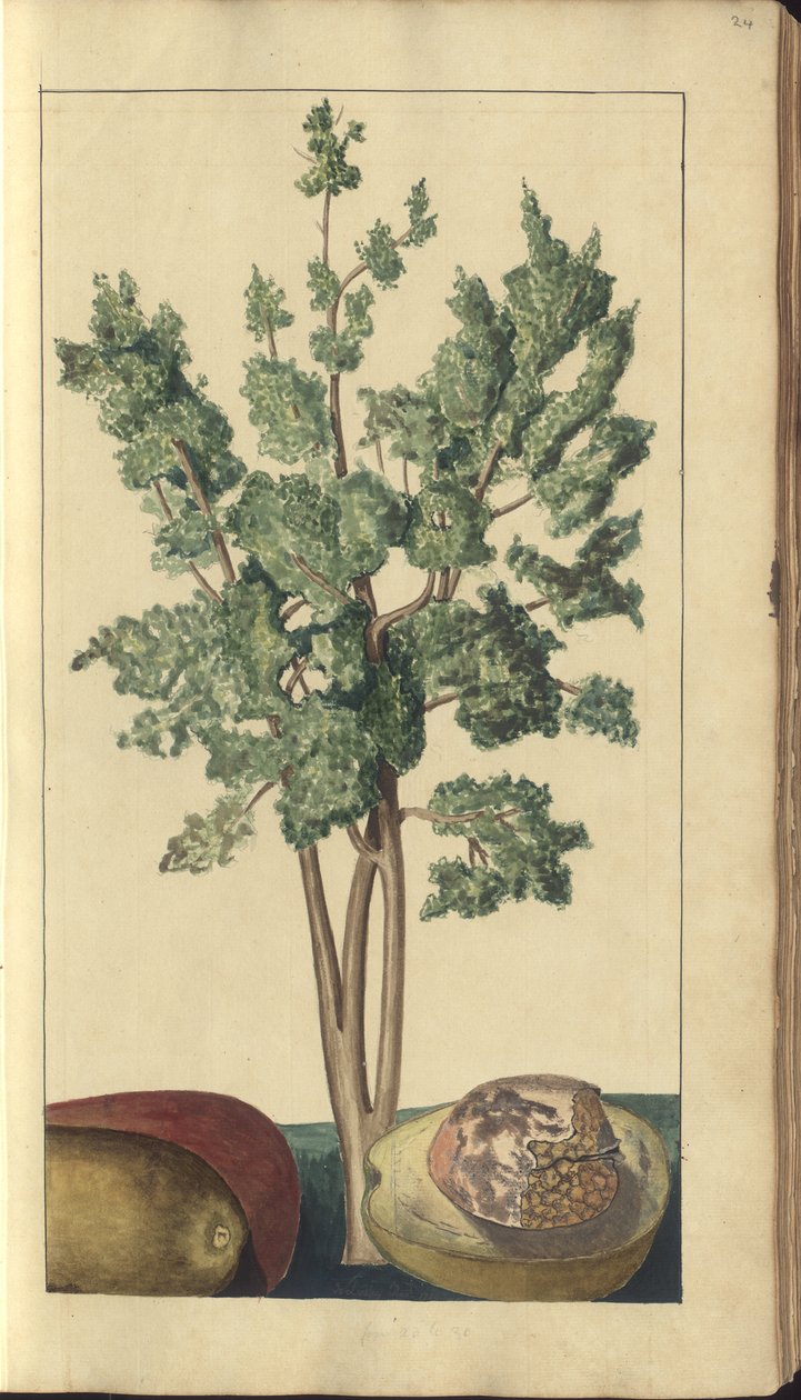 A Page from the 
