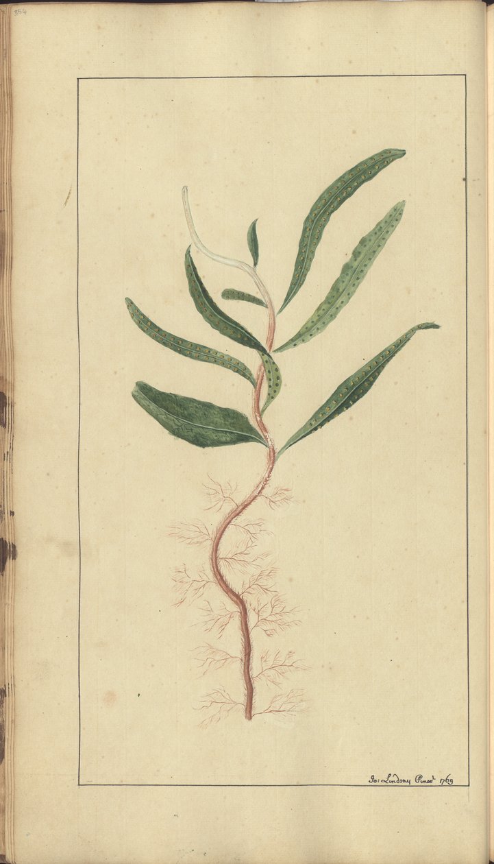 A Page from the 