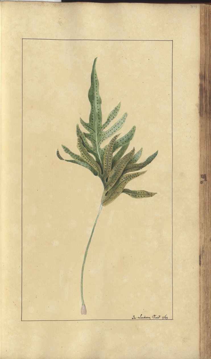 A Page from the 
