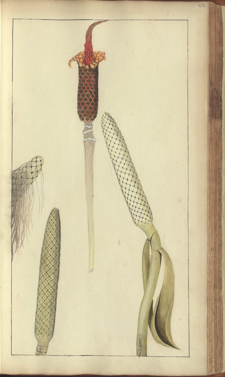 A page from the 