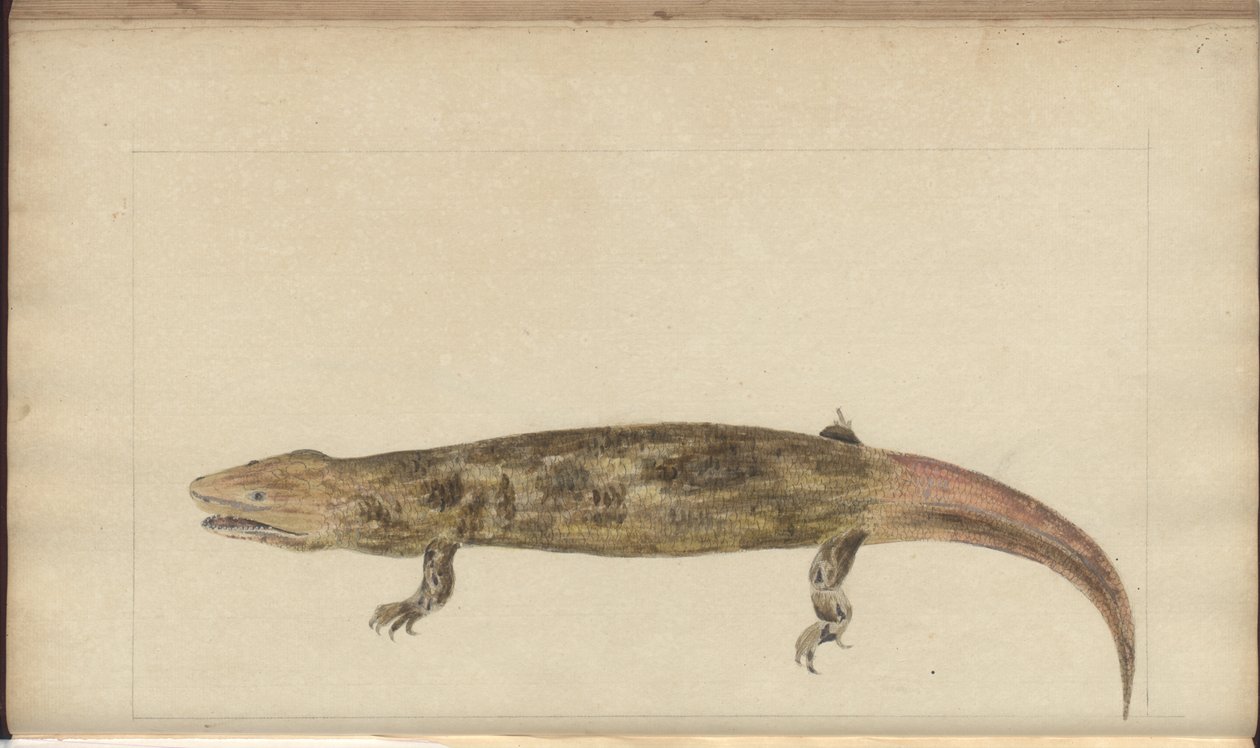 Lindsay Drawings Vol. VI by John Lindsay