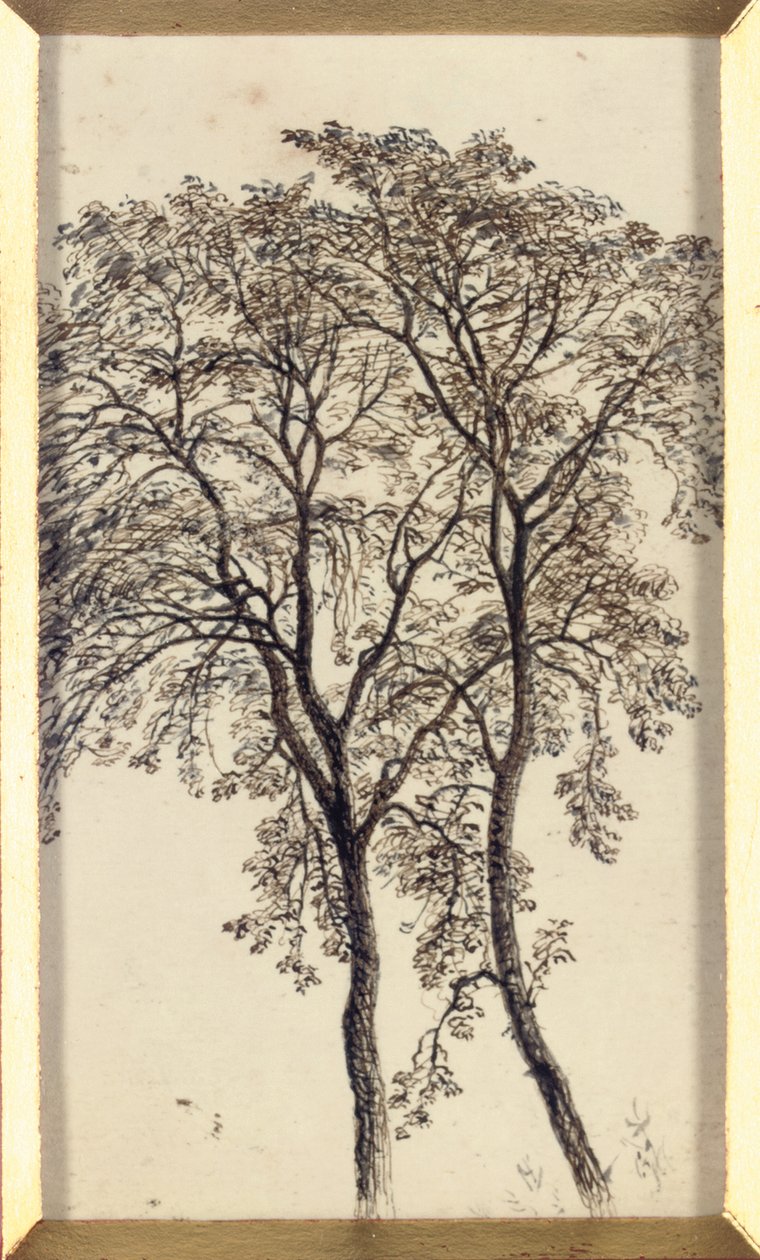 Study of trees by John MacWhirter