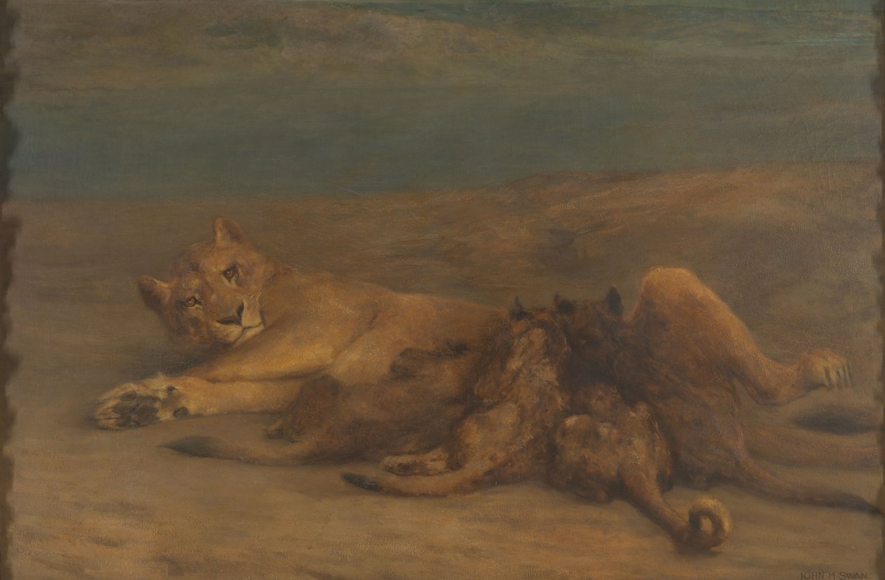 A lioness with four nursing cubs by John Macallan Swan