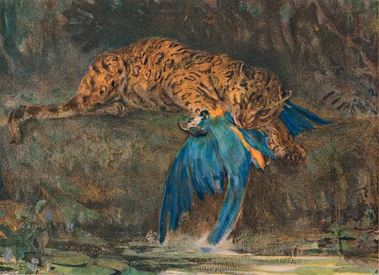 Jaguar and Macaw by John Macallan Swan