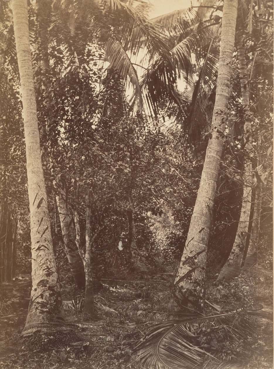 Tropical Scenery, Forest Near Turbo by John Moran