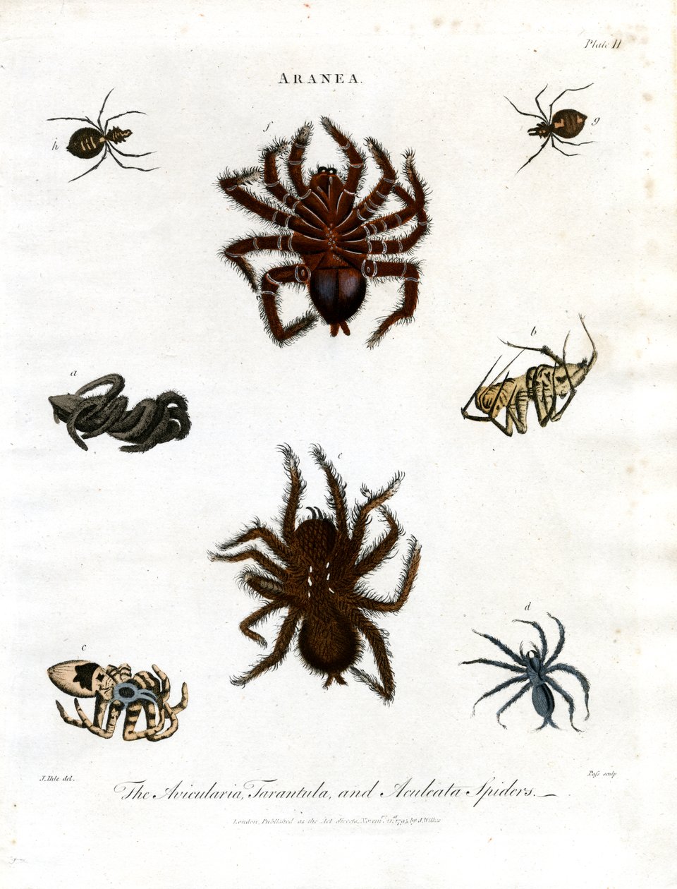 ARANEA: Avicularia, Tarantula and Aculeata Spiders by John Pass