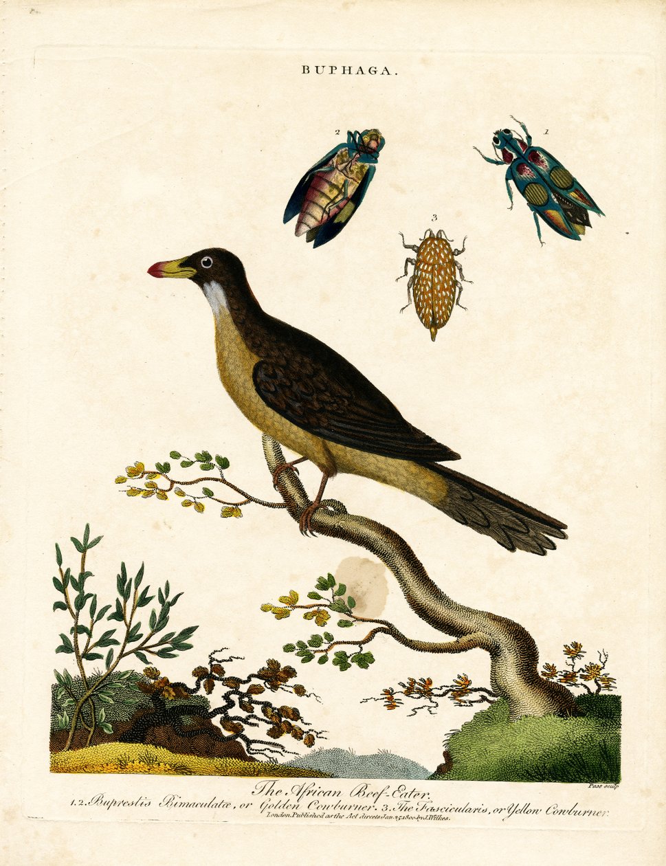 African Oxpecker and Jewel Beetles (Buphaga) by John Pass
