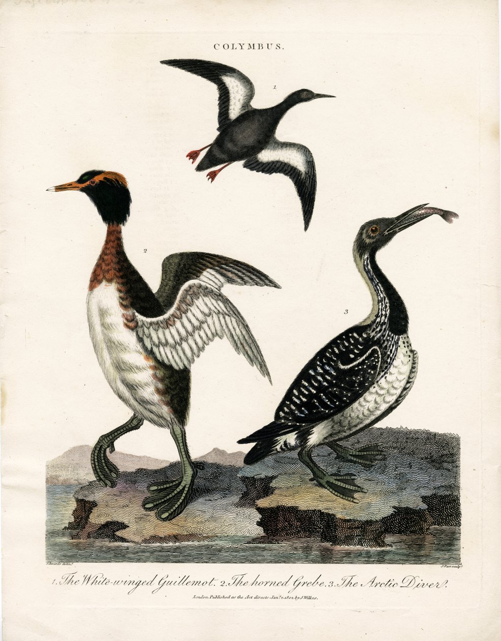 Arctic Seabirds of the Colymbus Genus by John Pass