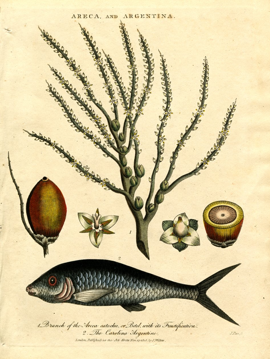 Areca Palm and Carolina Argentine by John Pass