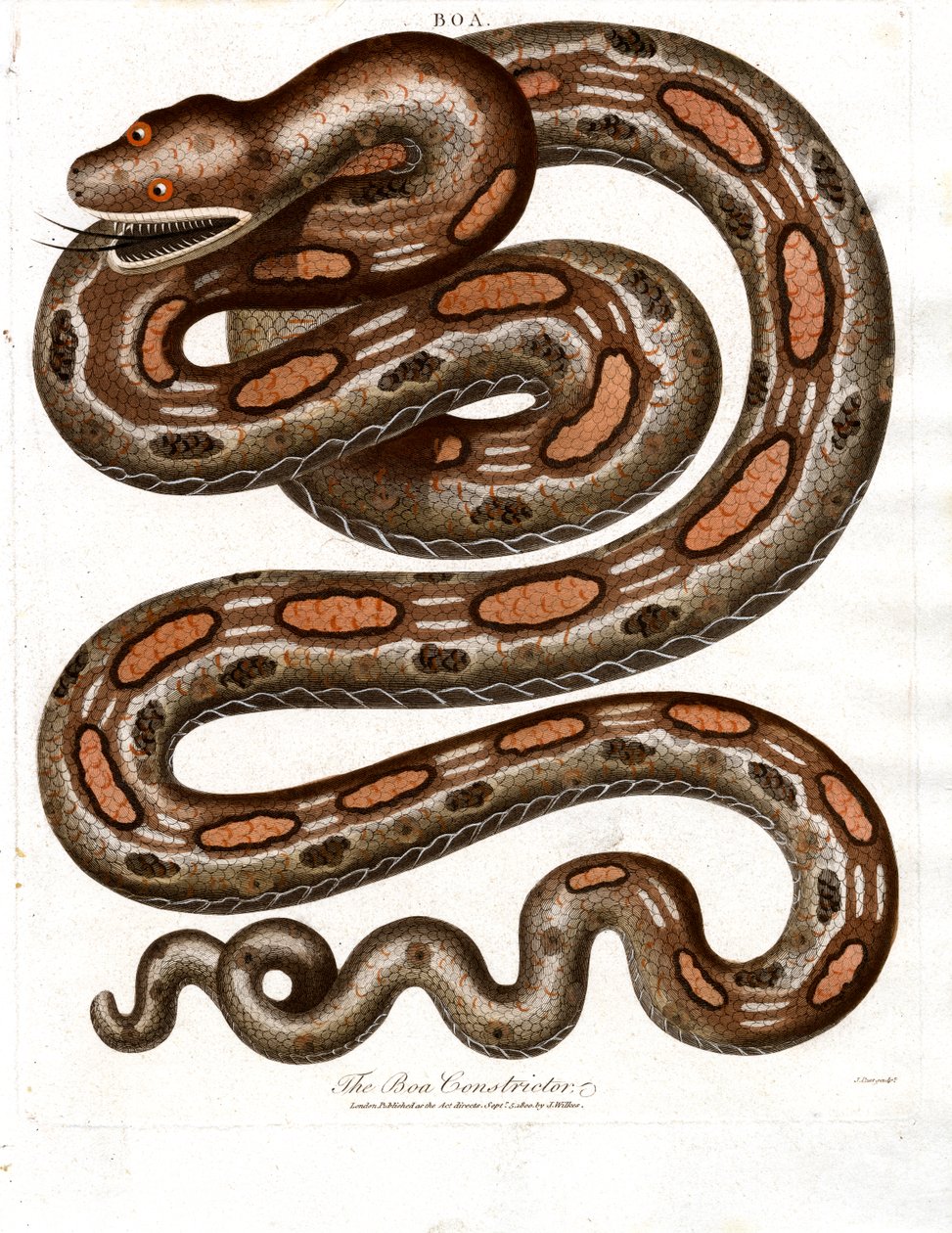 Boa Constrictor by John Pass