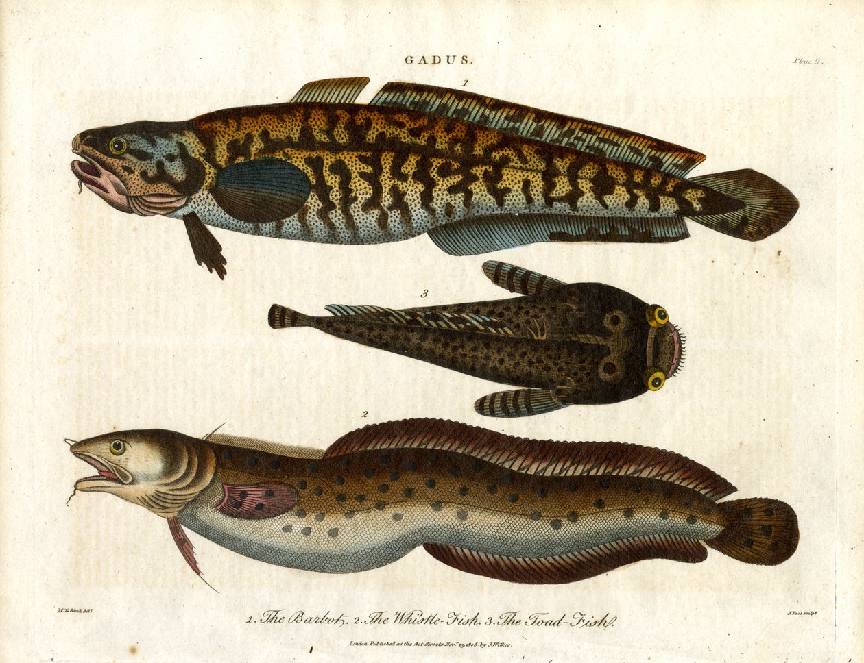 Burbot, Whiting-Fish and Toad-Fish by John Pass