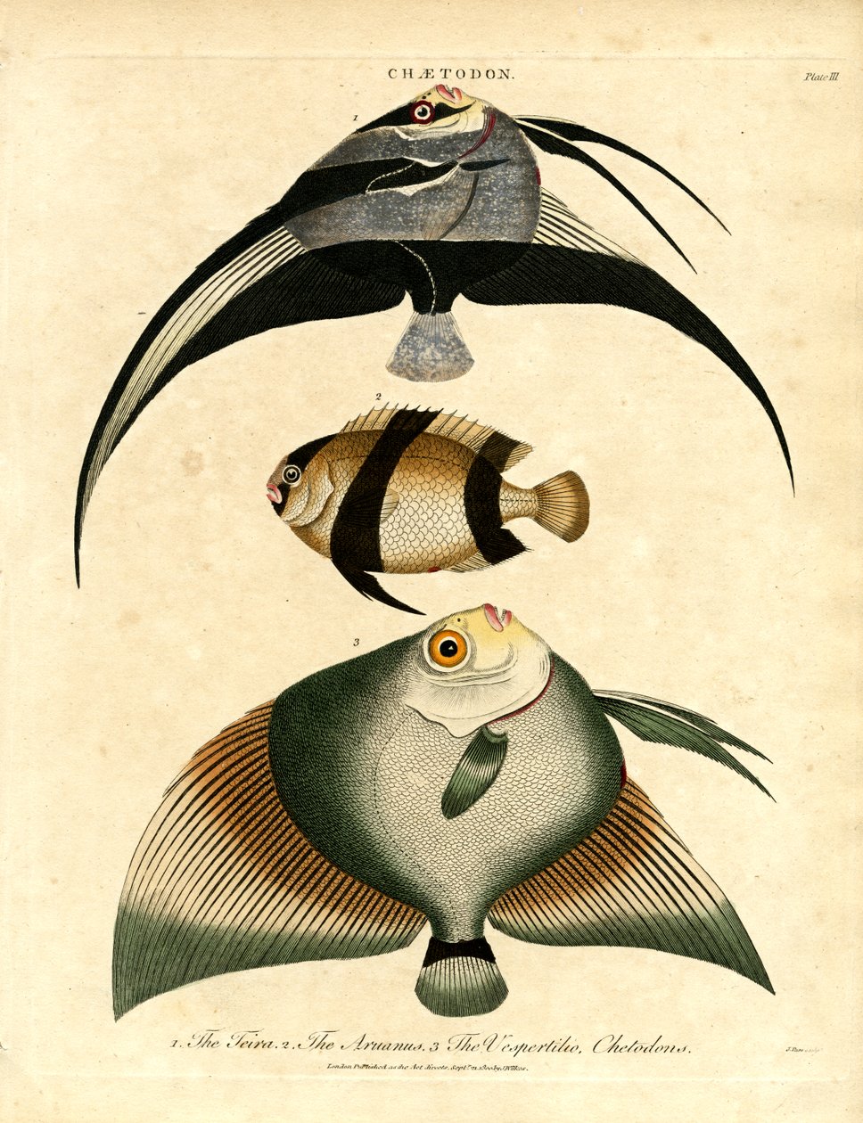 Butterflyfish: Freira, Acuauna, and Vespertilio by John Pass