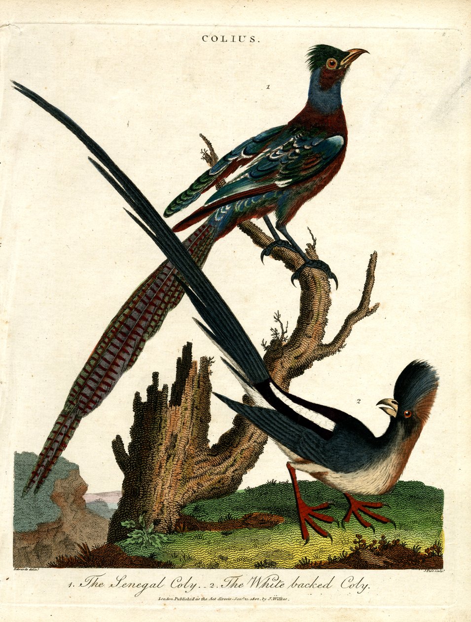 Colius Species (Mousebirds) by John Pass