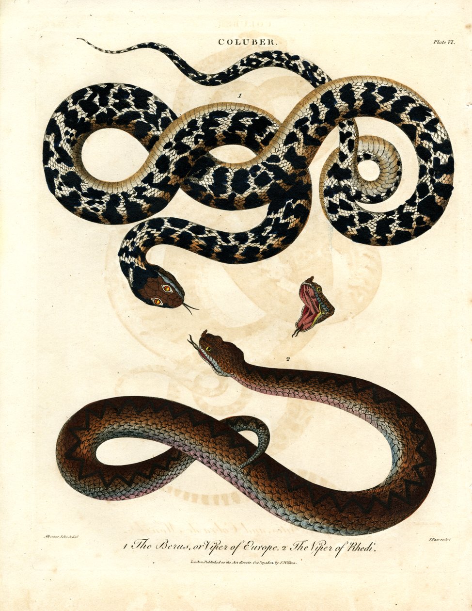 European Viper and Viper of Rhodes by John Pass