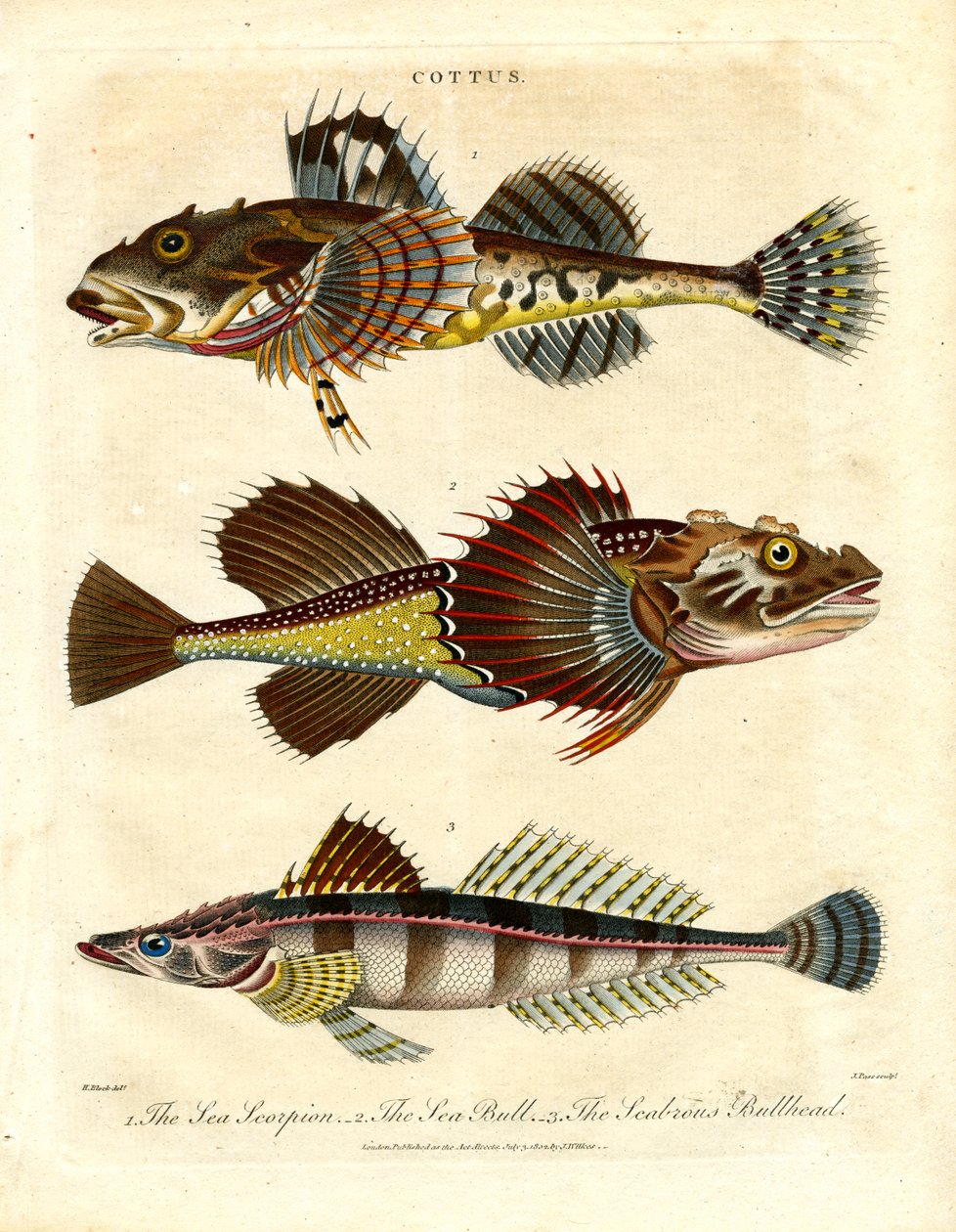 Cottus – Sculpins and Sea Scorpions by John Pass