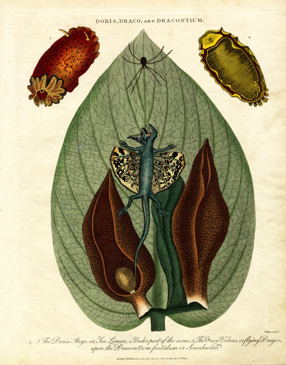 Doris, Draco, and Dracontium by John Pass