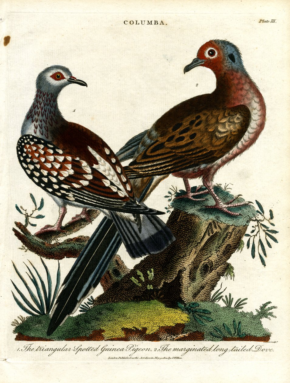 Guinea Pigeons and Dove (Columba) by John Pass