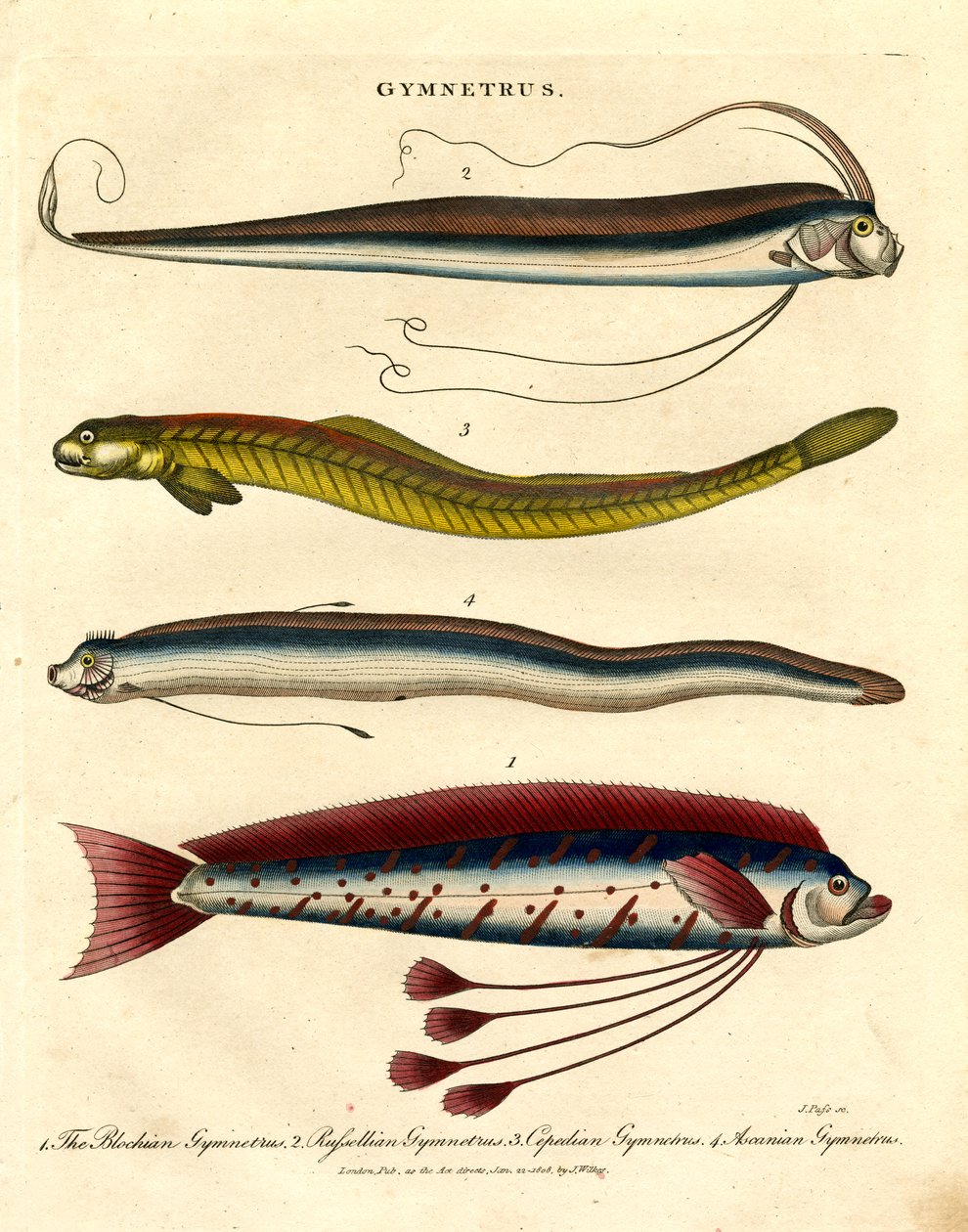 Ribbon Fish by John Pass
