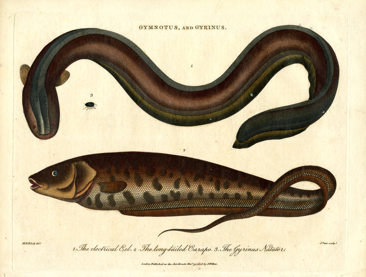 Gymnotus and Gyrinus – Electric Eel and Whirligig Beetle by John Pass