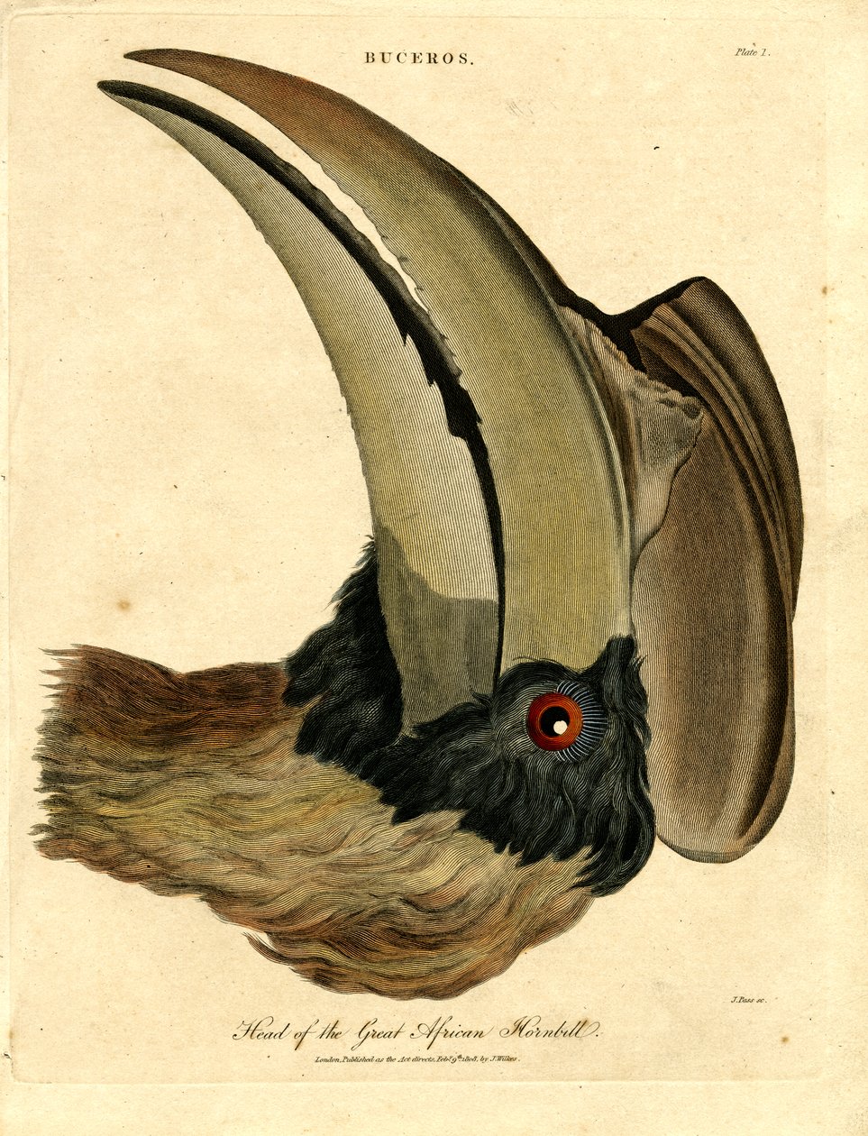 Head of the Great African Hornbill by John Pass