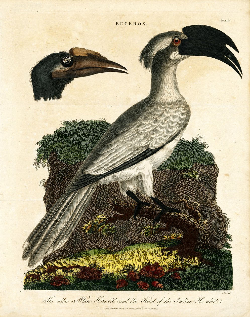 Hornbills by John Pass