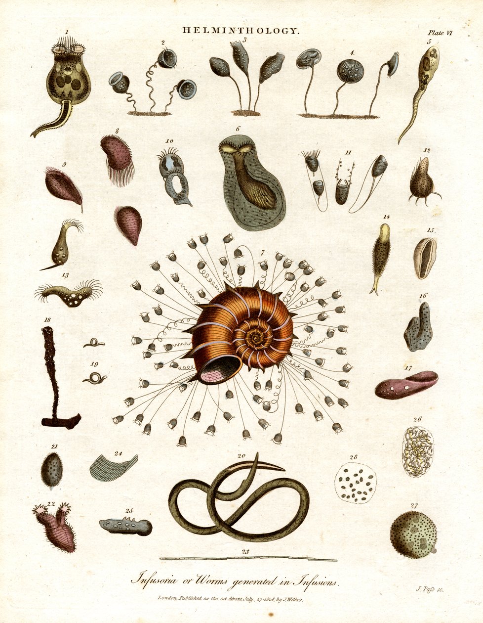 Infusoria or Worms Generated in Infusions by John Pass