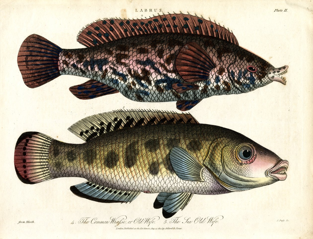 Labrus: Common Wrasse and Sea Wrasse by John Pass
