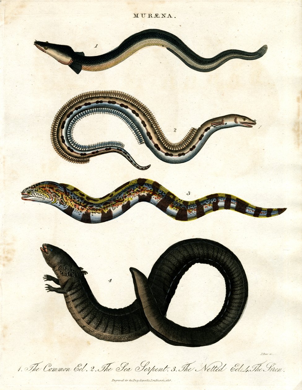 Muraena by John Pass