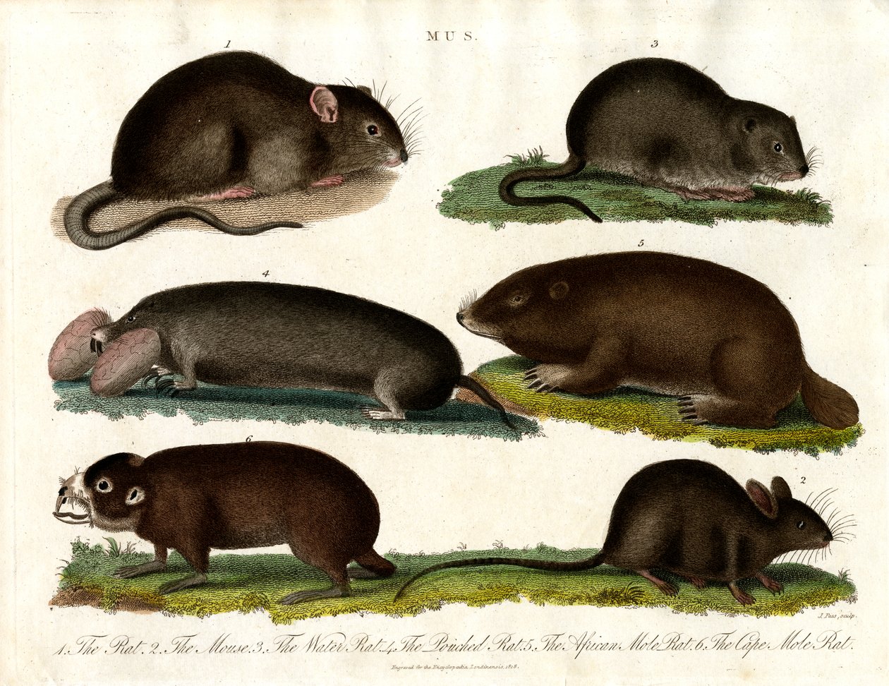 Mus: Illustration of Various Rodents of the Genus Mus by John Pass