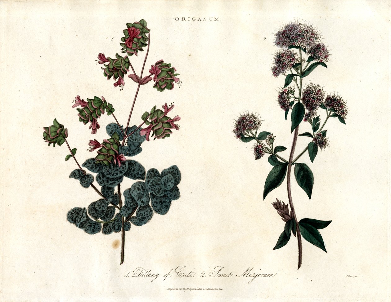 Origanum Species: Dittany of Crete and Sweet Marjoram by John Pass
