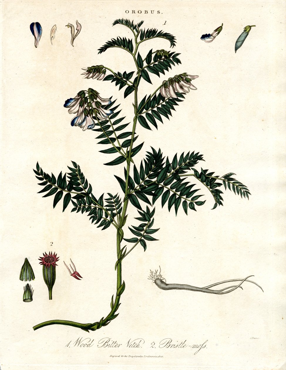 Bitter Vetch and Bristle-moss by John Pass